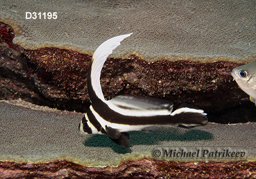 Spotted Drum (Equetus punctatus)